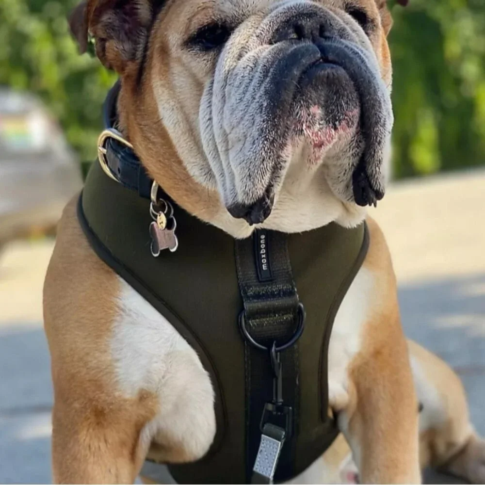 MaxBone Sport Dog Harness Olive Green Size M